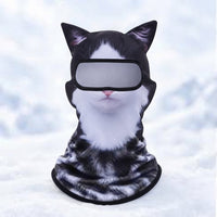 Tuxedo cat